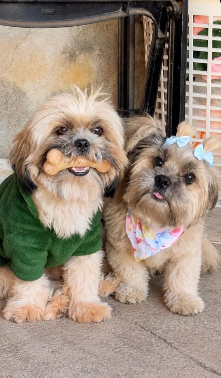 Vende-se Shihtzu - Foto 3