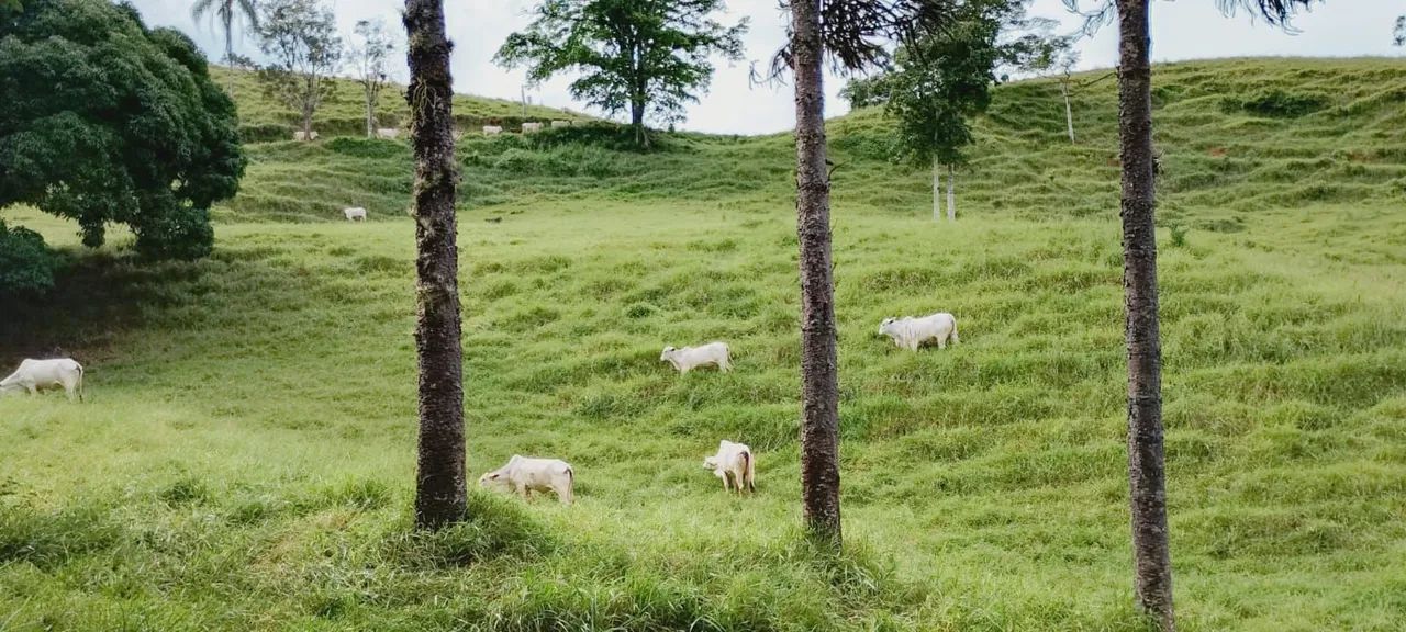 Fazenda na Pecuária  - Foto 5