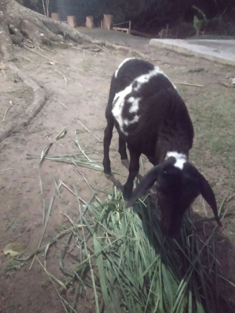 Vendo carneiro macho aproximadamente 22 kilos, 5 meses ..ou troco por casal de ganso  - Foto 3