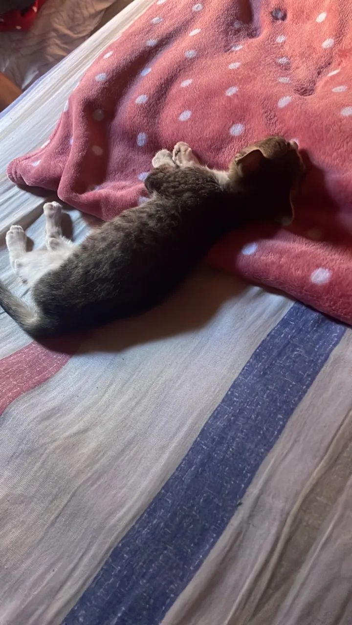 Doação responsável Gata - Foto 4