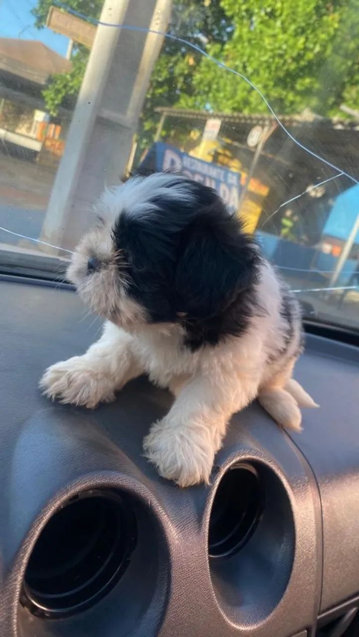 Cachorro Shitzu  - Foto 4