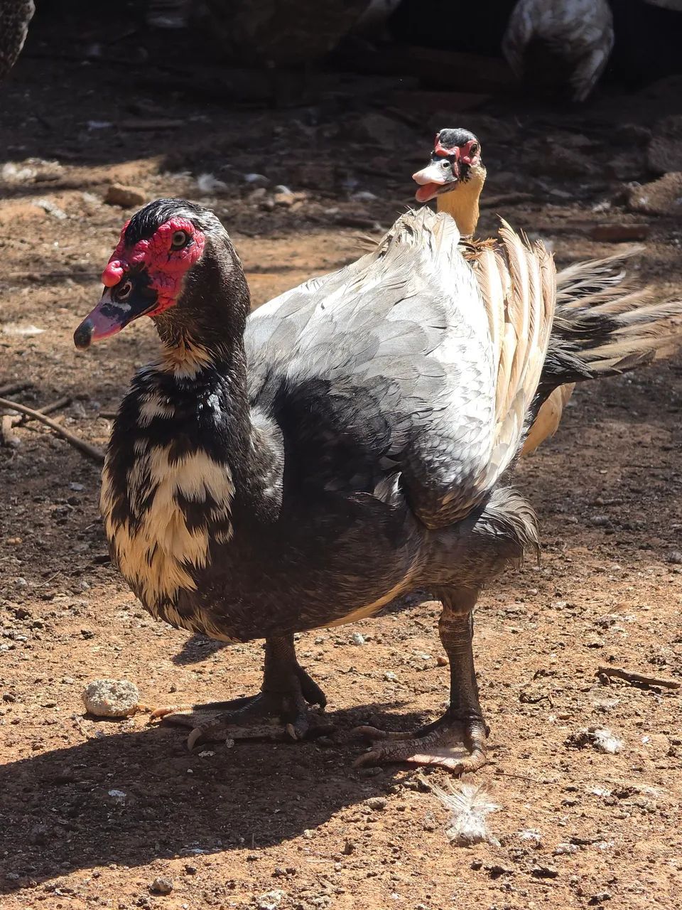 Patos e patas