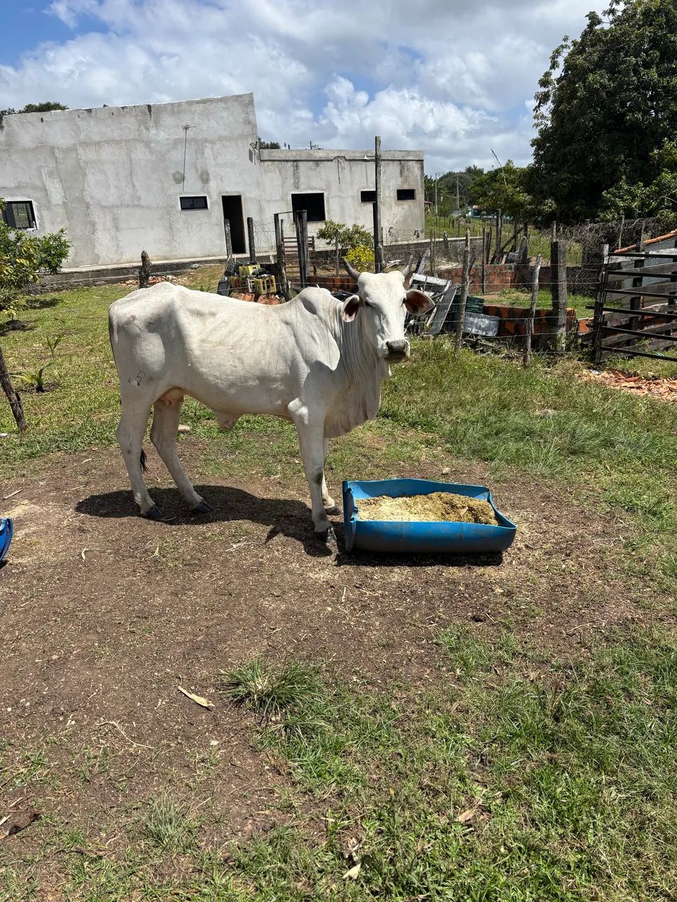 Vacas - Foto 3