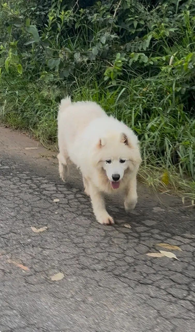 Doação cachorro Samoieda 