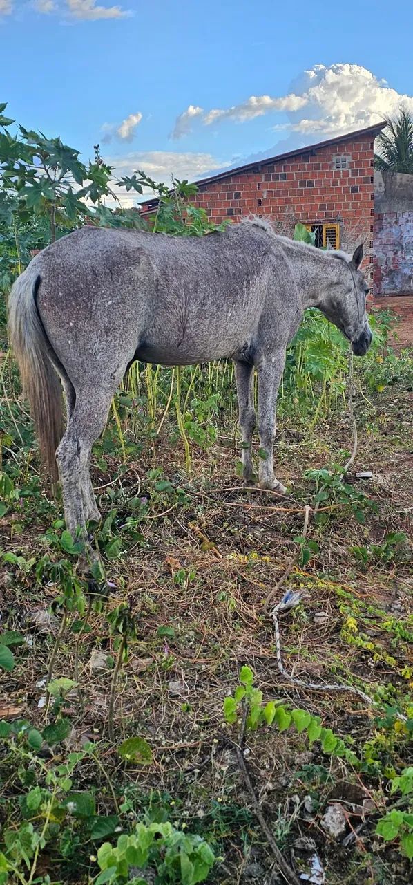 Cavalo de sela em Mossoró  - Foto 4