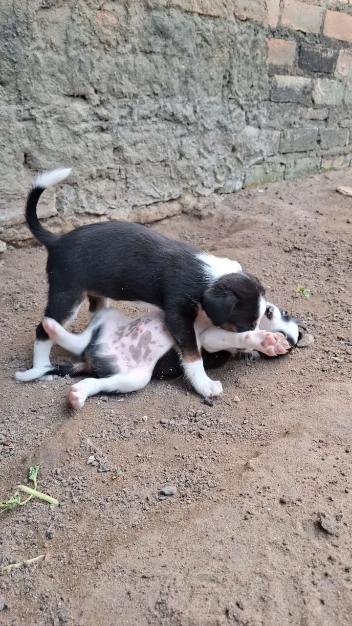 CACHORRINHOS PARA ADOÇÃO - Foto 5