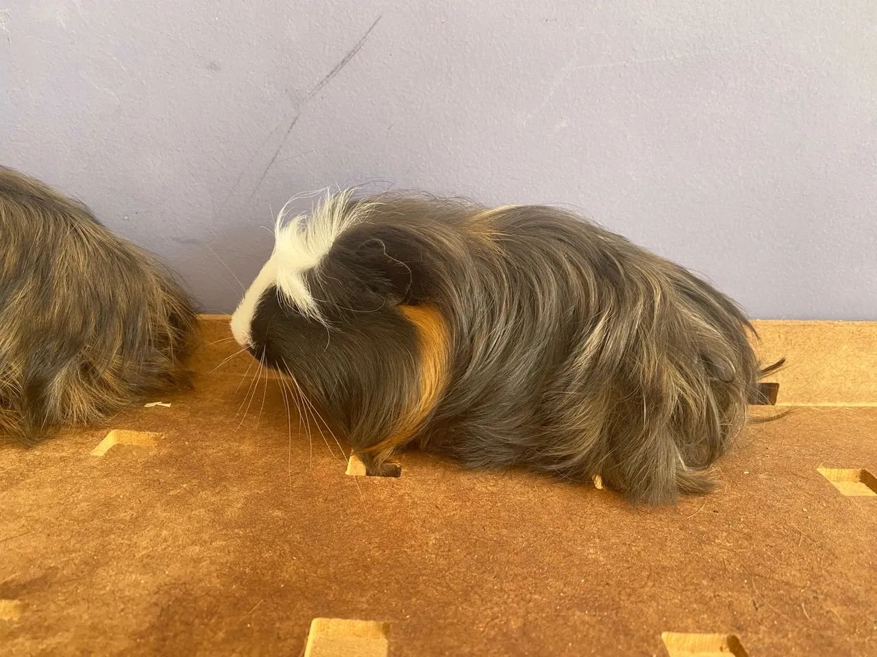 Porquinho da india filhote de coronet e sheltie pelagem lomga ja crescendo 