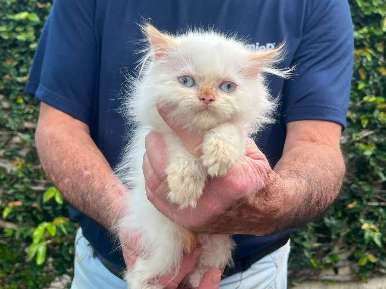 Gato Persa _Adora um carinho 
