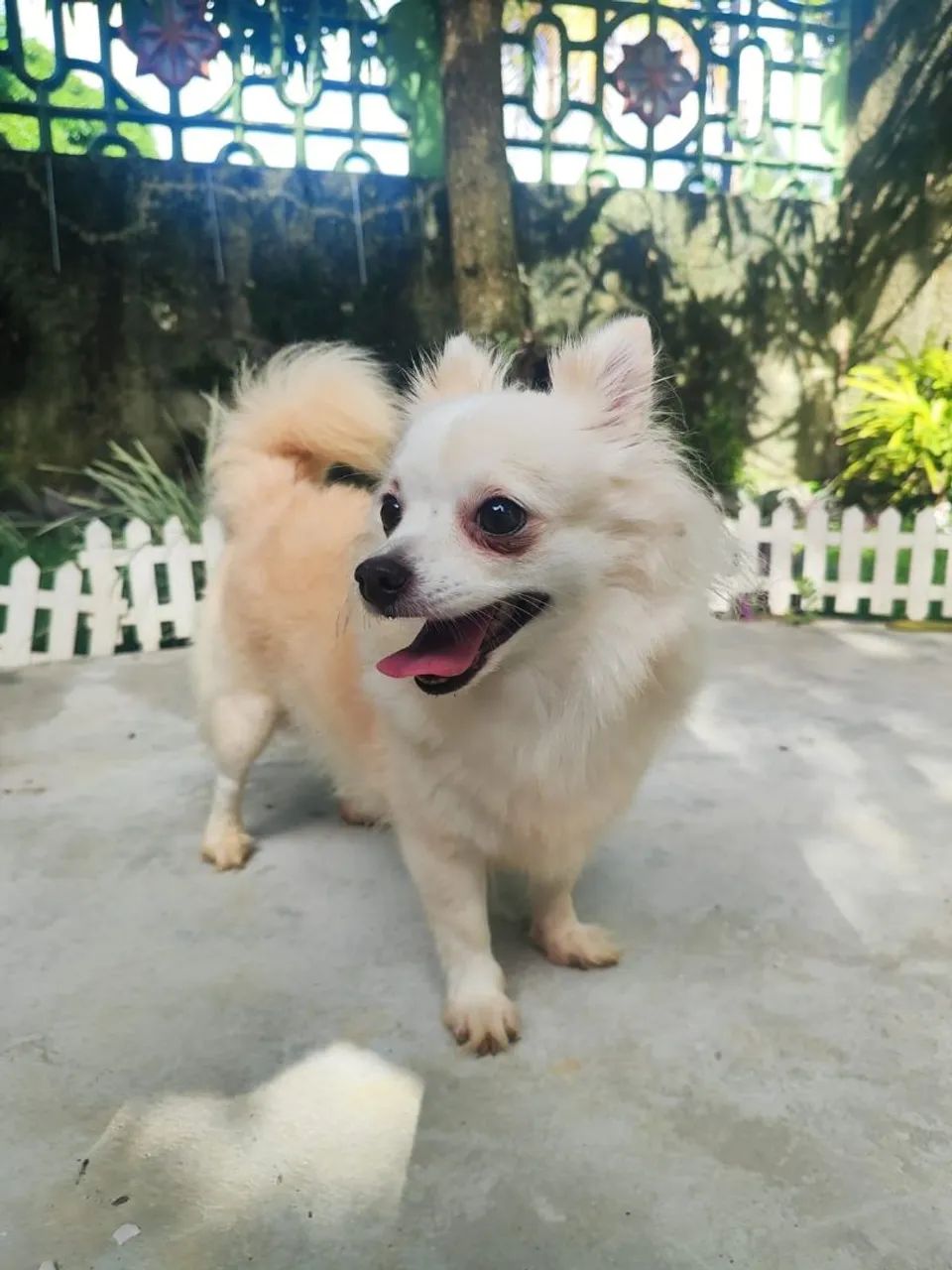 Chihuahua  - Foto 2
