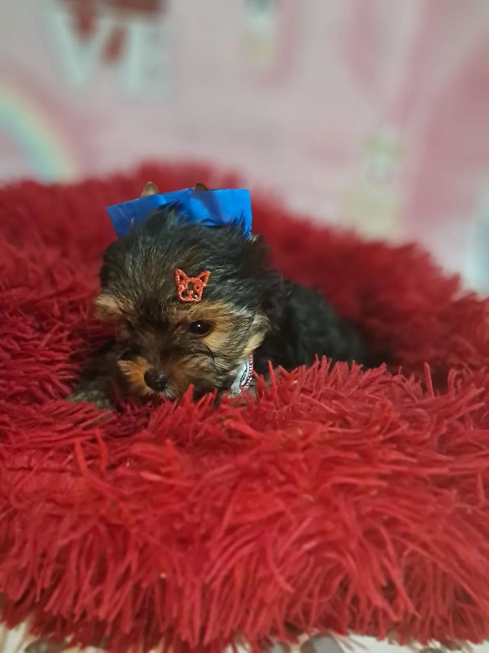 Yorkshire mini terrier macho