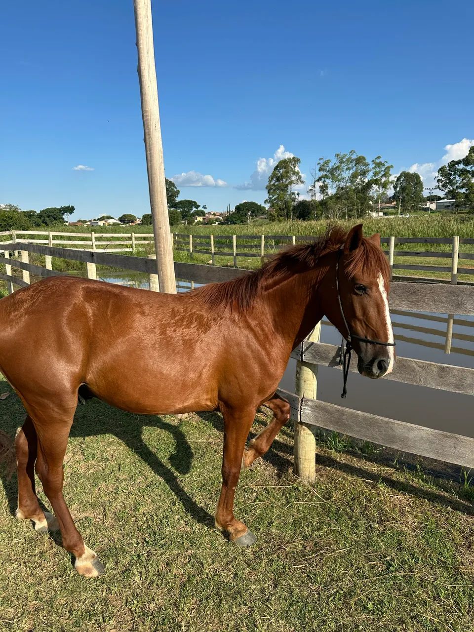 Cavalo Alazão Manga Larga  - Foto 4