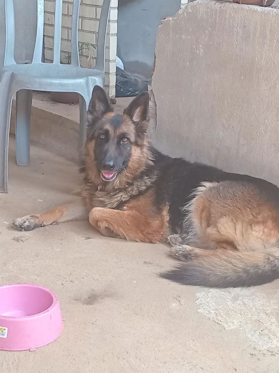 Kyara Adoção  - Foto 2