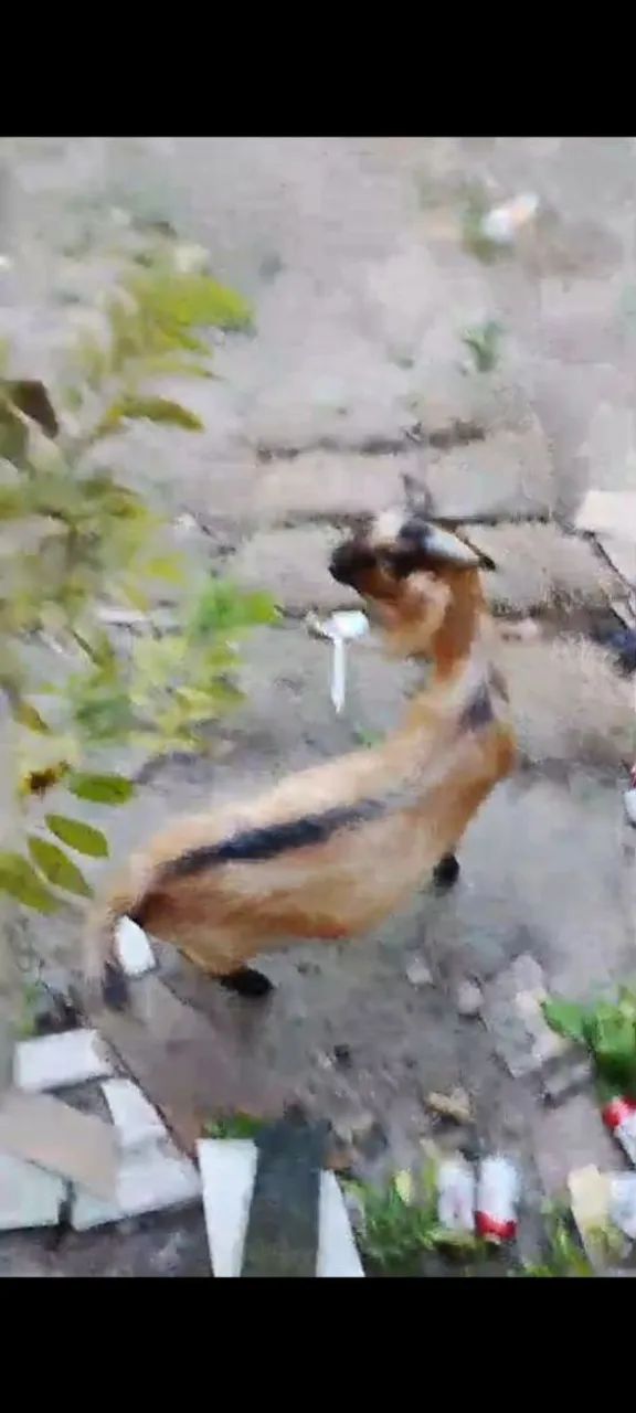 Animal  - Foto 2