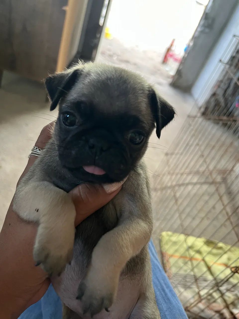 Pug - Foto 4