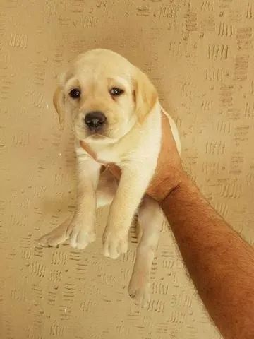 Labrador - Filhotes disponíveis