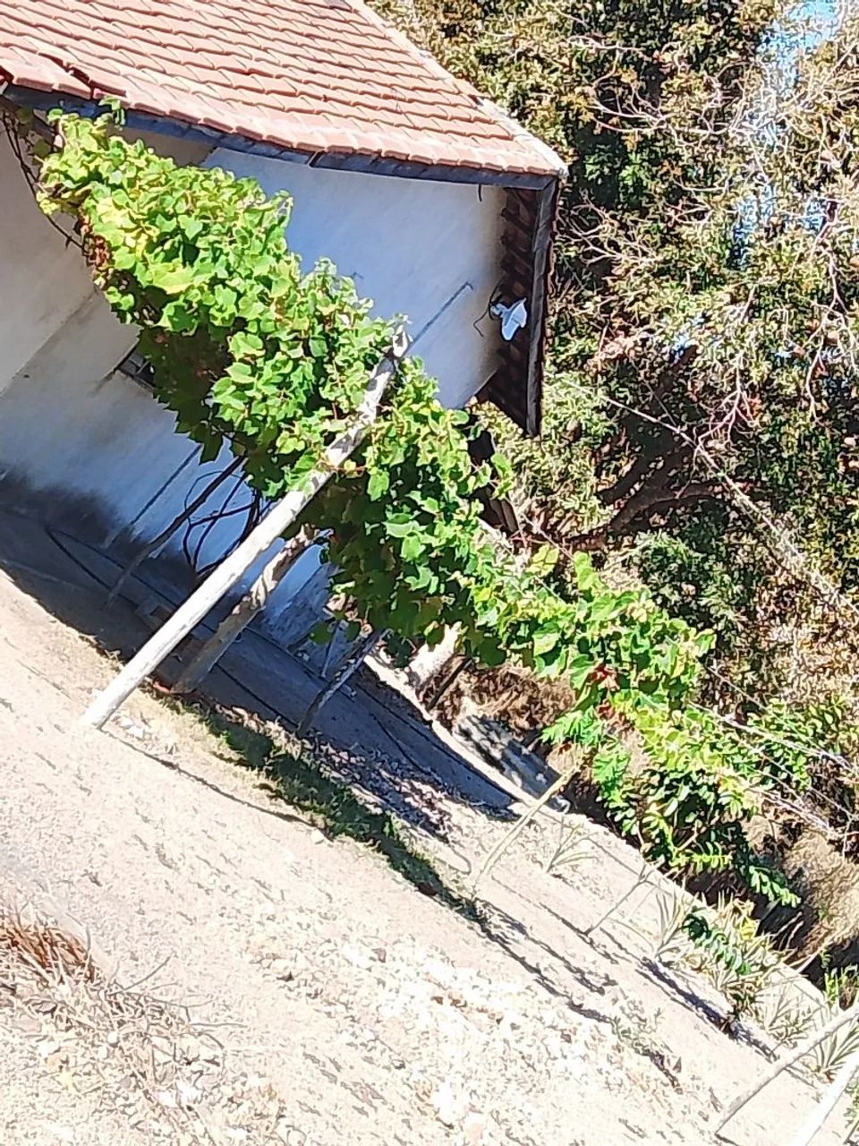 Chácara Faina Go watsap 62- * - Foto 4