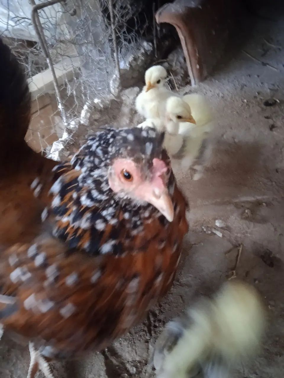 Galinha com pintinhos nagazaki  - Foto 3