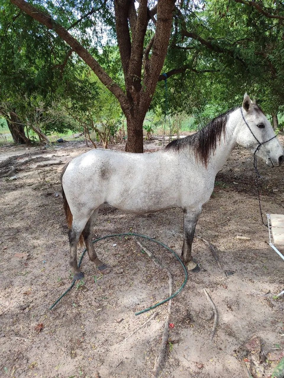 Égua tordilha