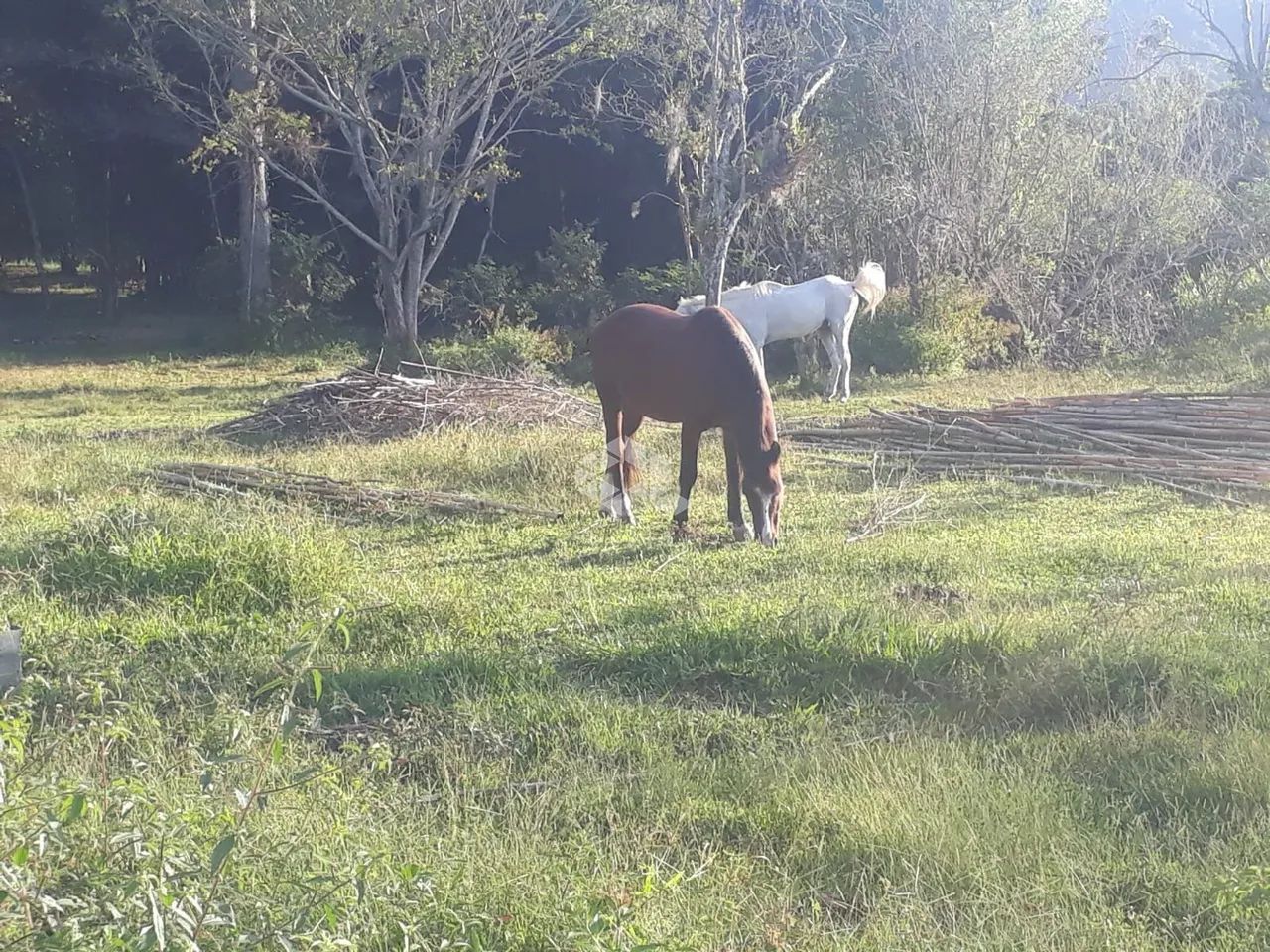Sitio com 34.000m² a venda em Ratones - Florianópolis - SC - Foto 5