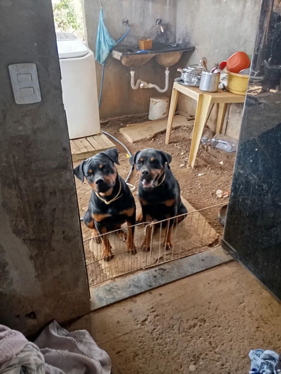 Vende se filhotes de rottweiler  - Foto 4