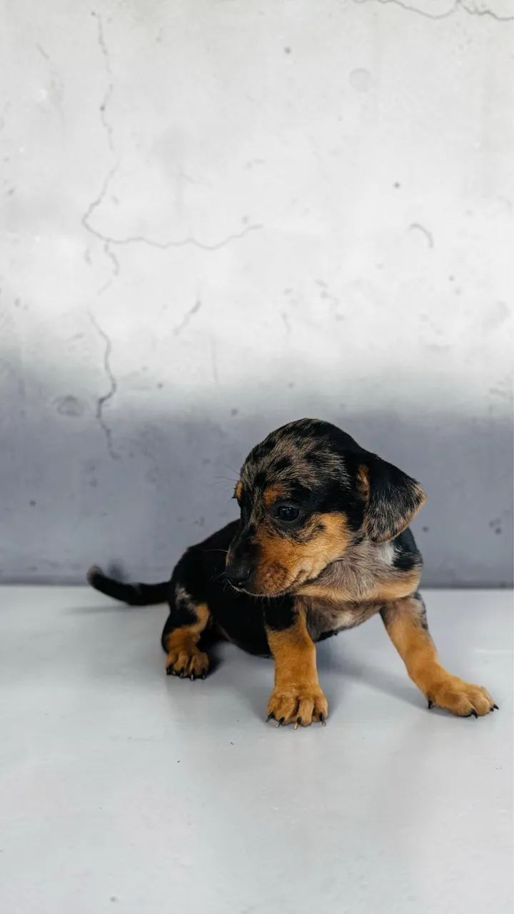 Promoção Daschund mini 