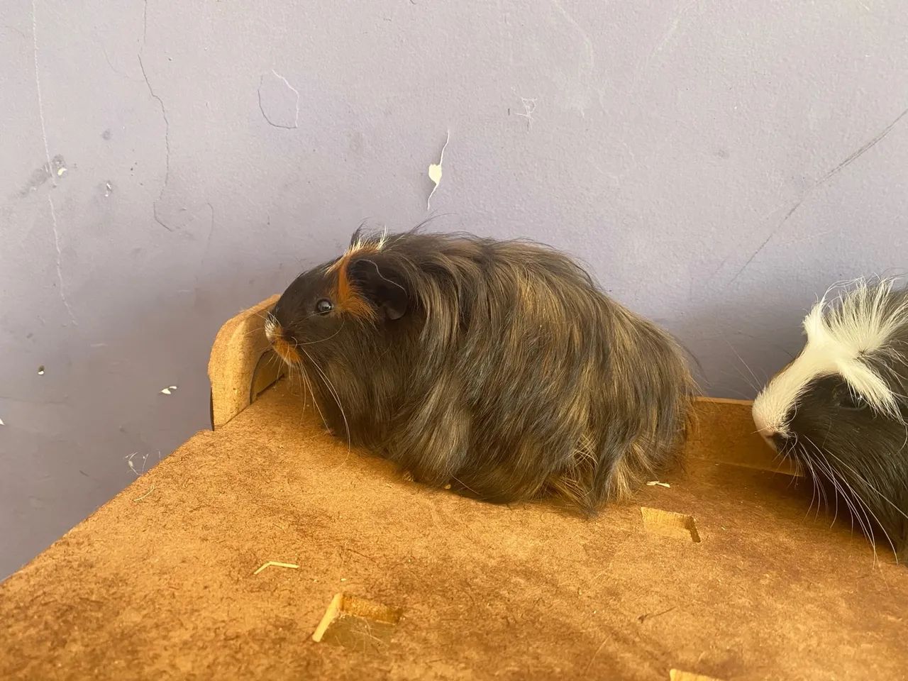 Porquinho da india filhote de coronet e sheltie pelagem lomga ja crescendo  - Foto 2