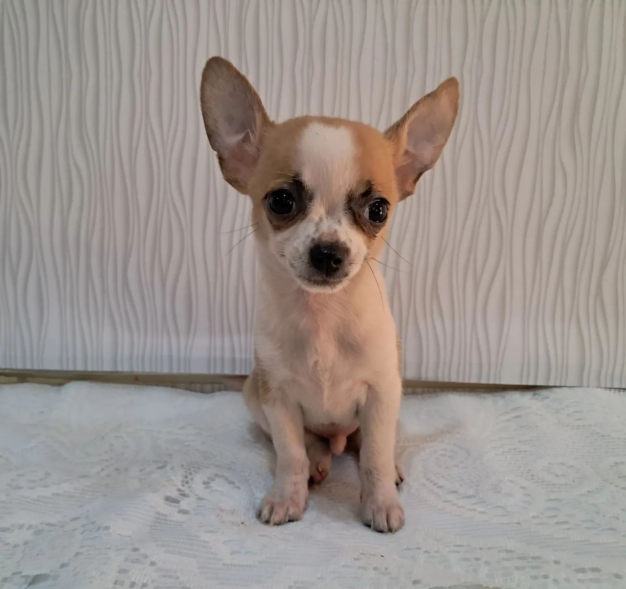 Chihuahua macho - Foto 2
