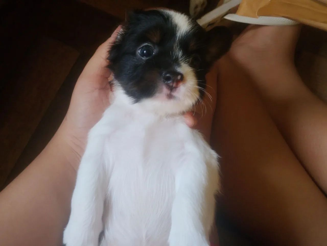 Shitzu cachorros vendo  - Foto 4