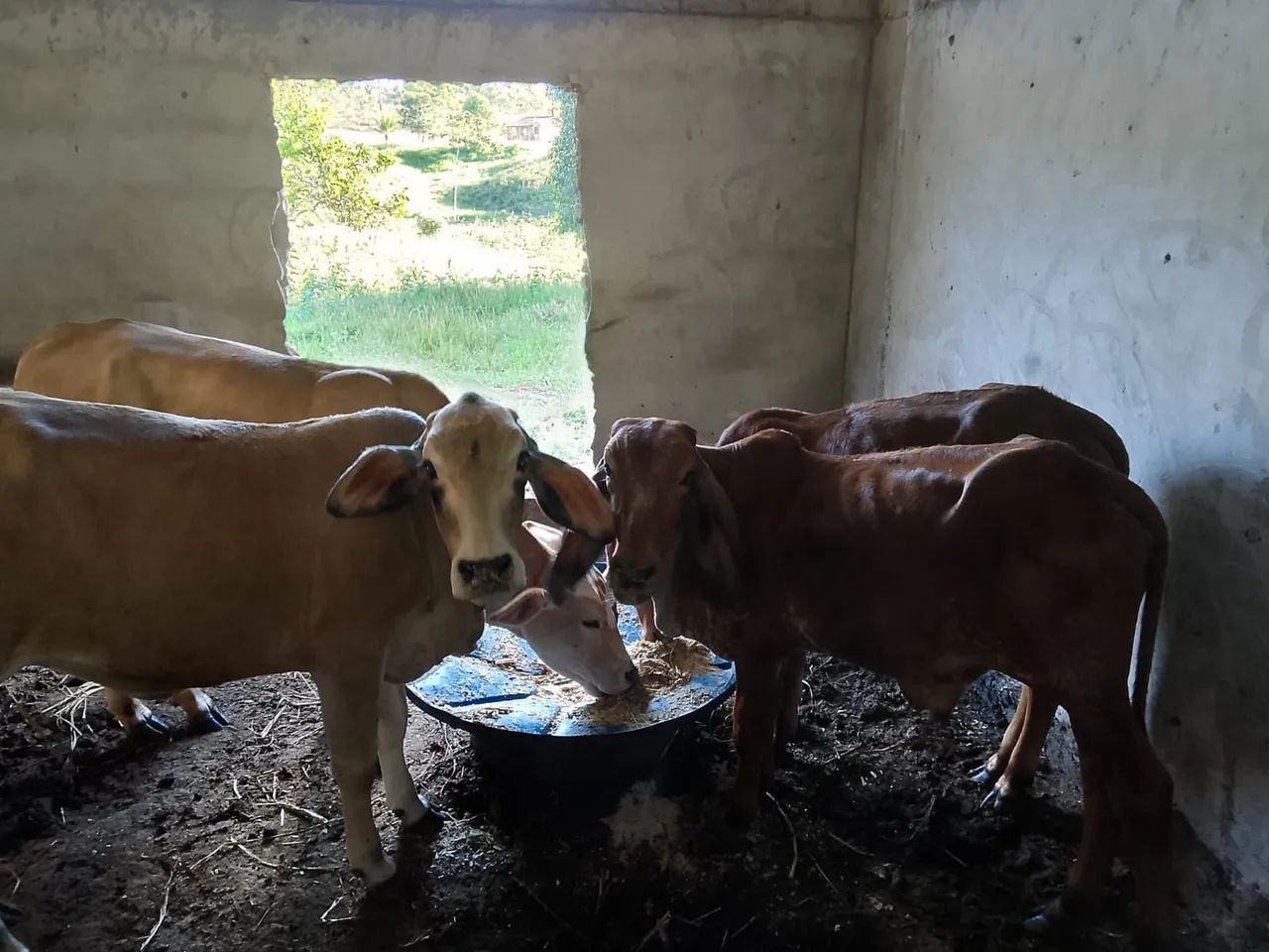 Vendo três nuvias e um garrote valor 8 mil  - Foto 4