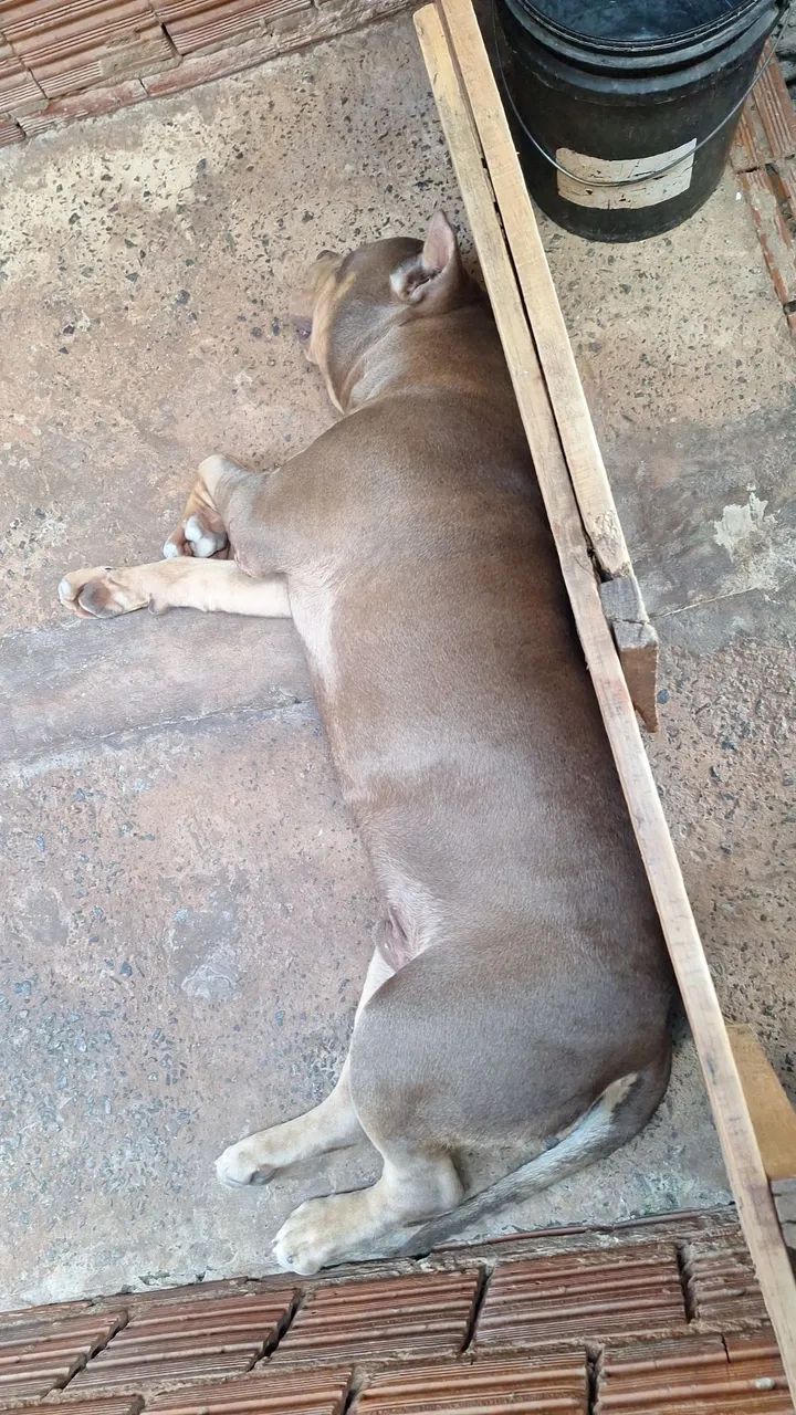 PIT MONSTER  - Foto 2