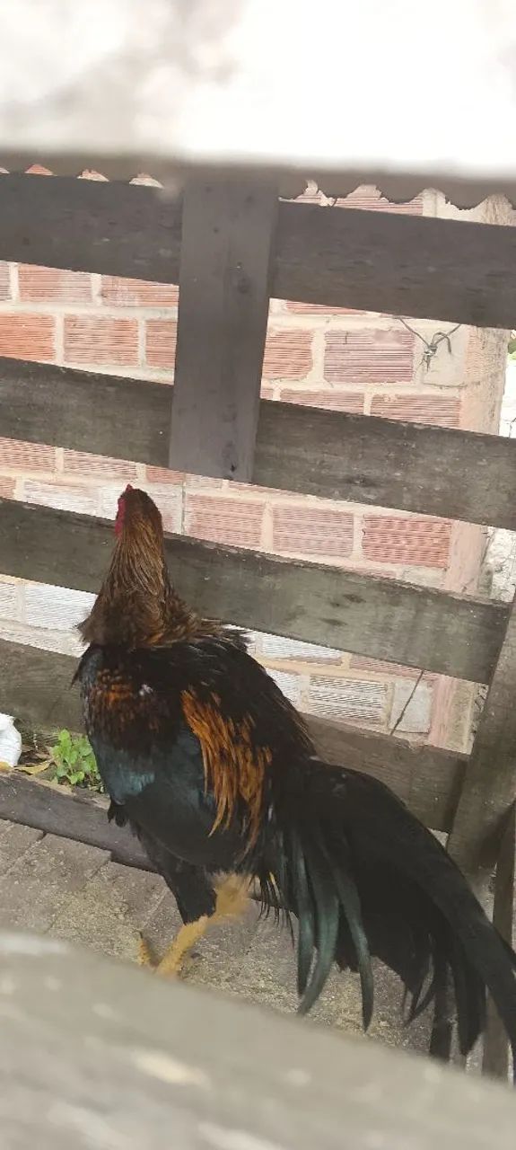 Frango Preto  - Foto 4