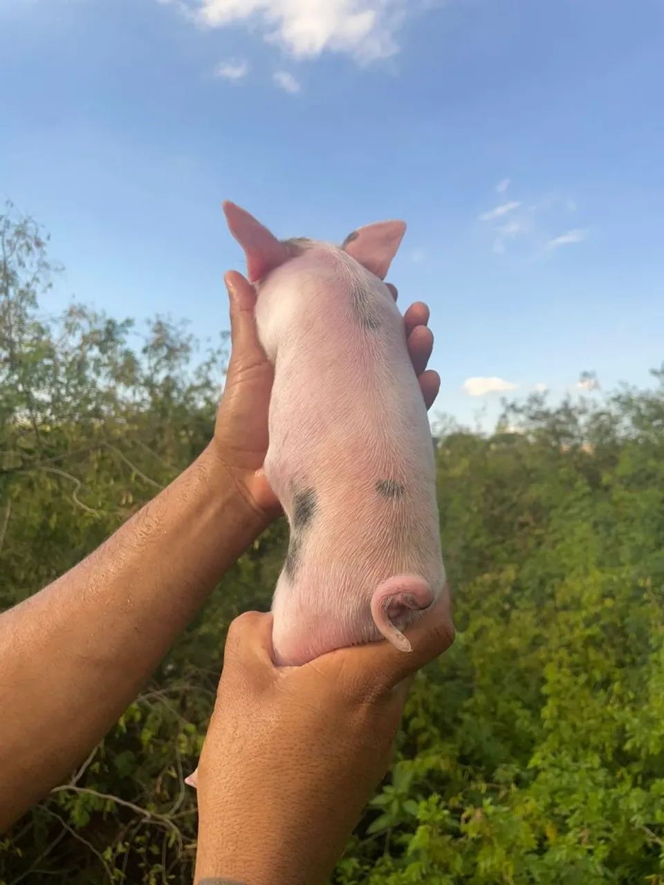 Mini pig  - Foto 5