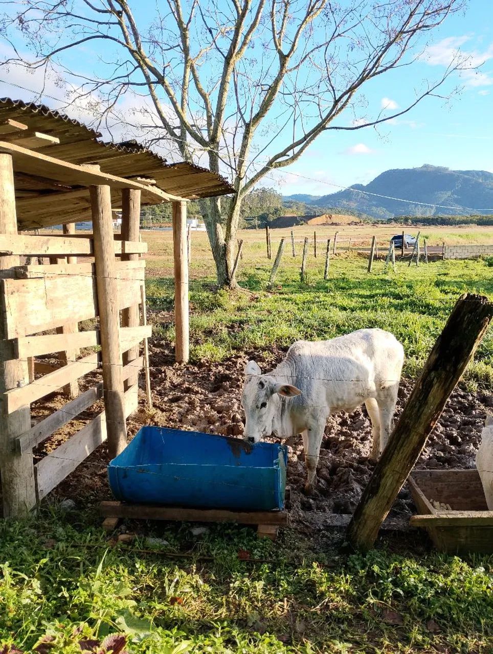 Lindos novilhos! - Foto 2