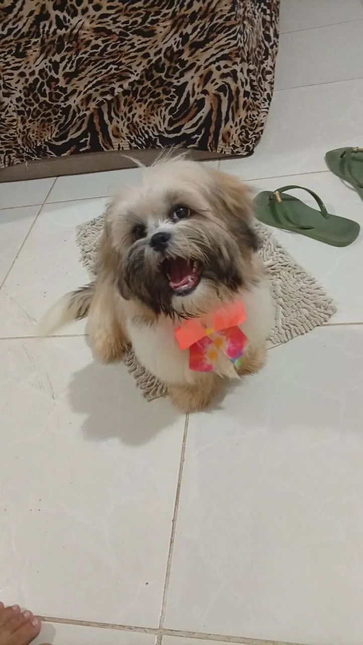 Cachorro  - Foto 3