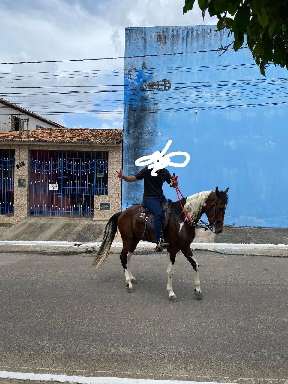 cavalo mangalarga ótima qualidade 