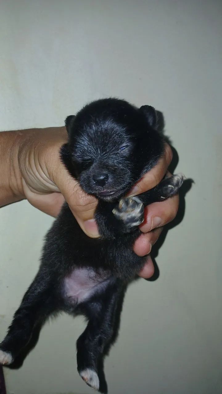 Spitz Alemão anã
