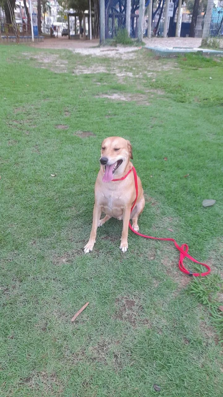Adestramento de cães  - Foto 3