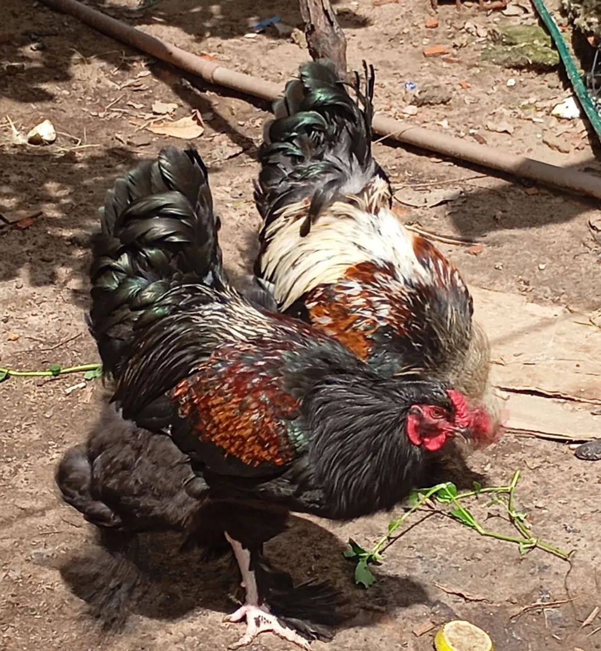 Frangos e frangas , galos e galinhas Brahma ovos Galados da raça brahma  - Foto 2