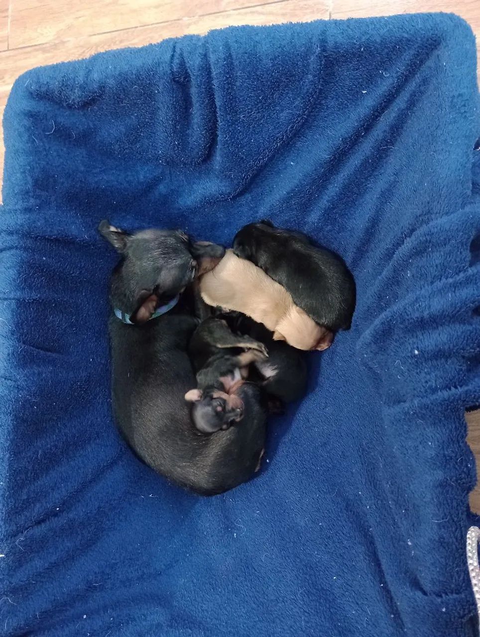 Pinscher - Foto 3