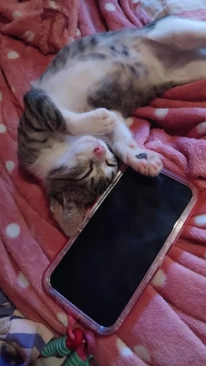 Doação responsável Gata - Foto 3