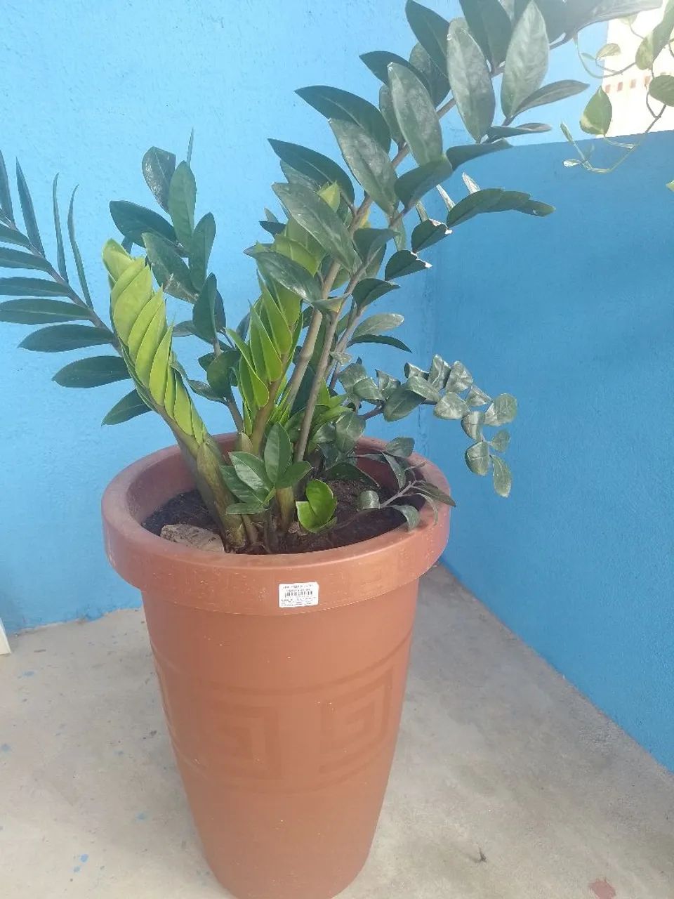 Caso com planta
