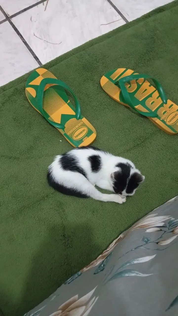 Doação 