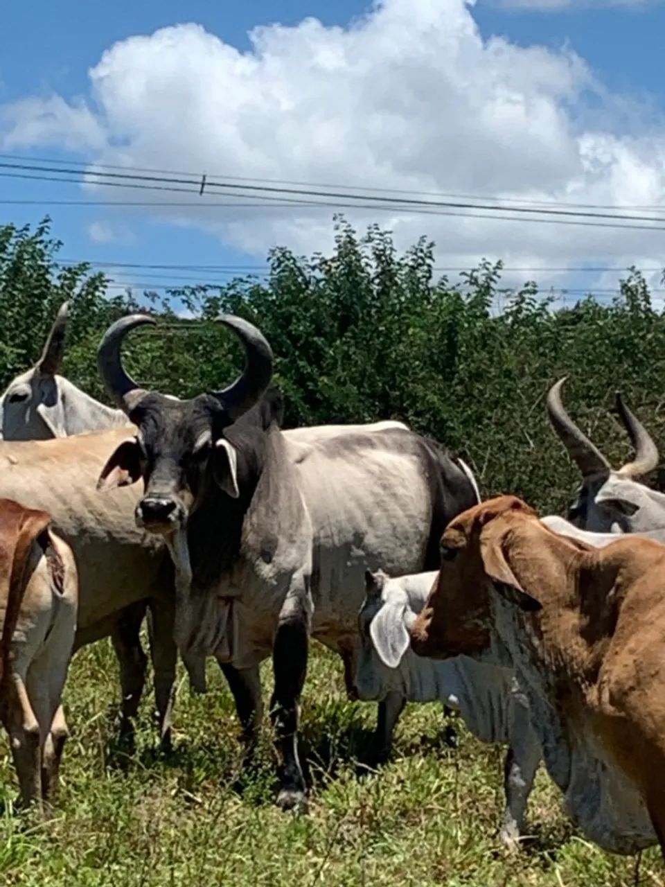 animal de produção - Foto 2