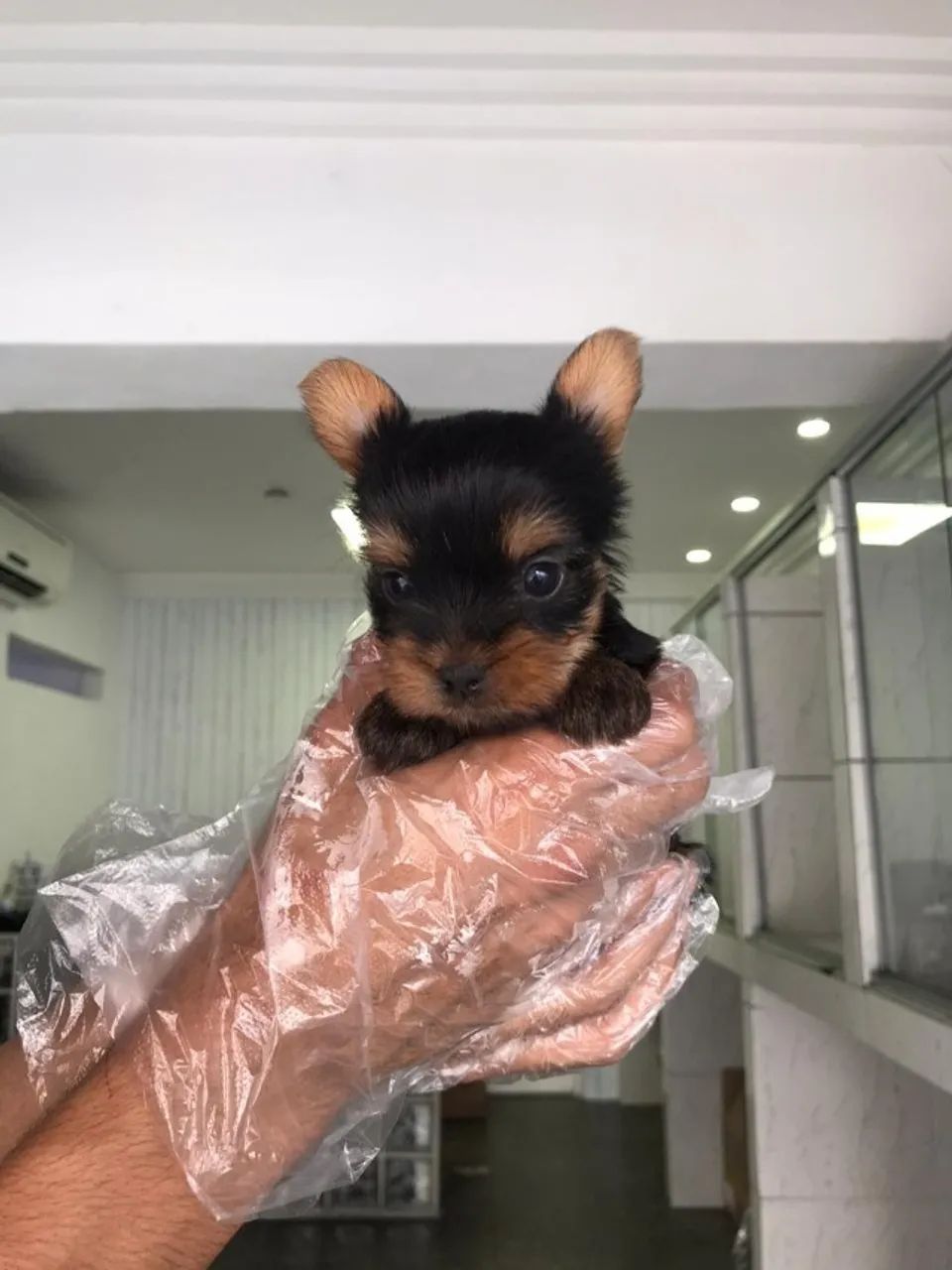 Yorkshire Terrier - padrão da raça