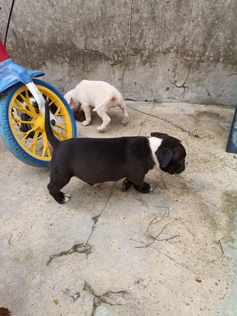 Vendo Pitbull puro - Foto 2