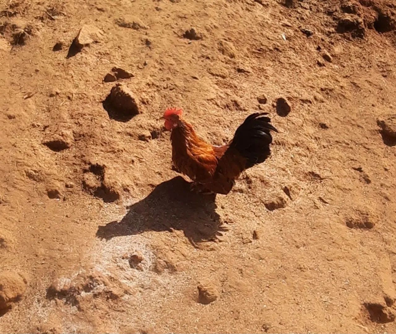 Galos garnizé. - Foto 2