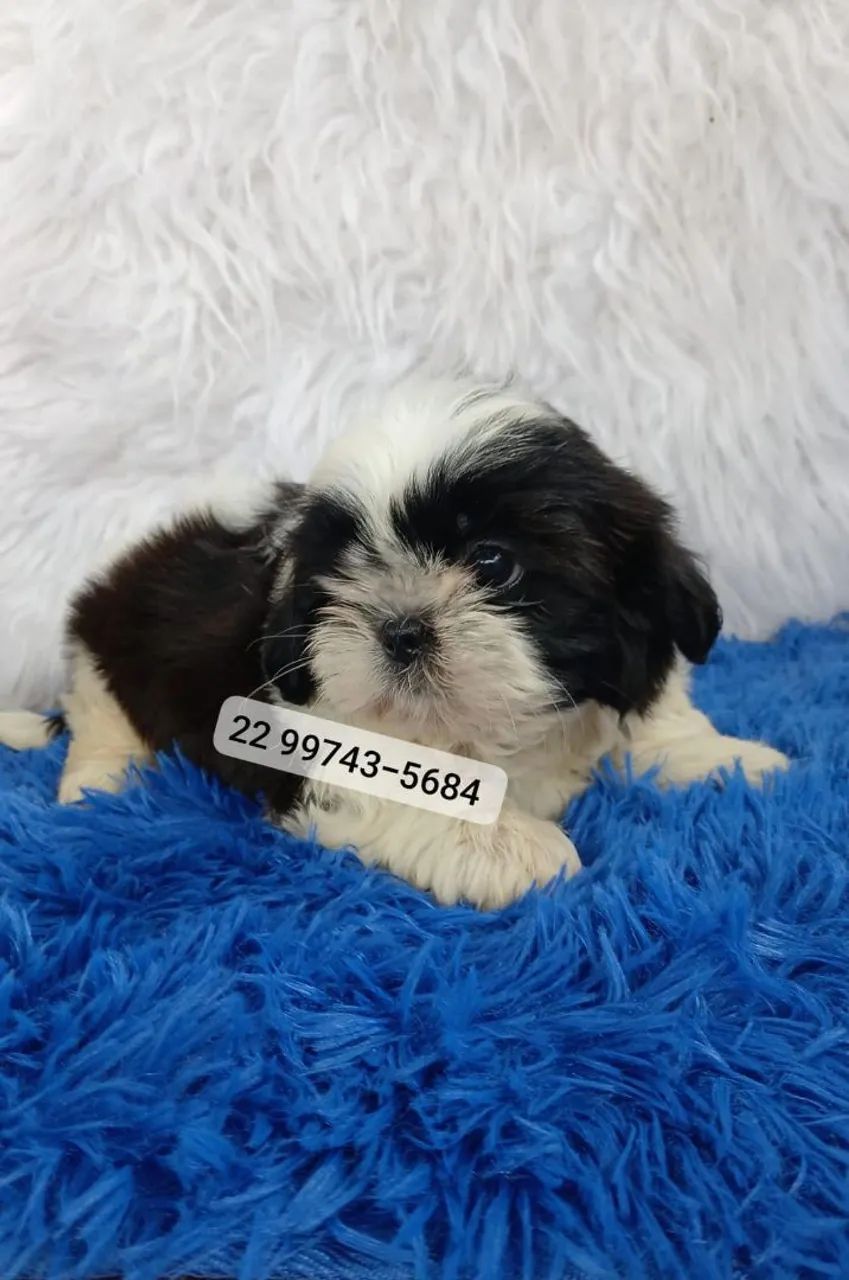 Shihtzu Machos  - Foto 5