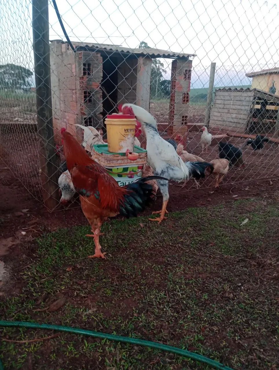 Frango Índio gigante 