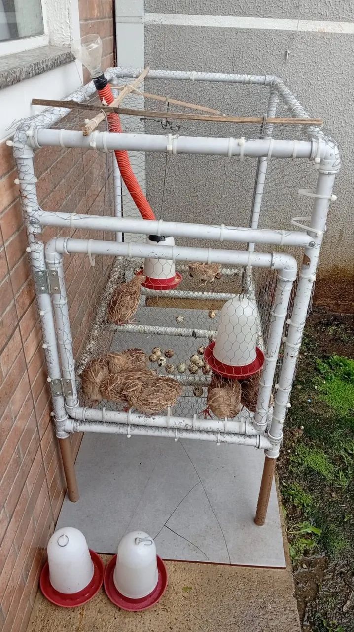 Vendo codornas com gaiola  - Foto 5