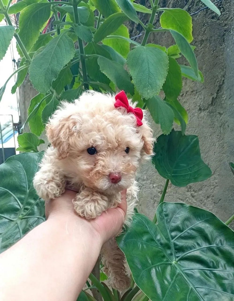 Poodle micro toy  - Foto 2